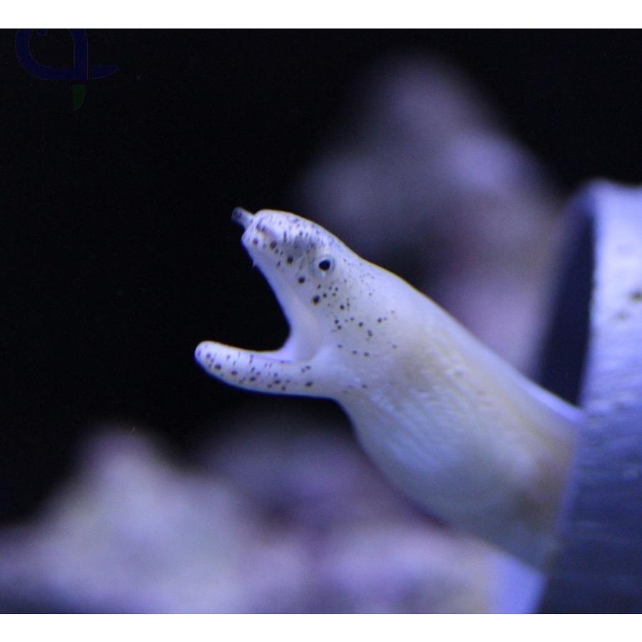 海水魚・ウツボ）ホワイトリボンイール 25-40cm± 2匹