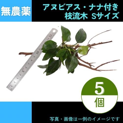 半額品 流木付き水草 アヌビアス ナナ付き 枝流木 Sサイズ 5個 手数料安い Www Muslimaidusa Org