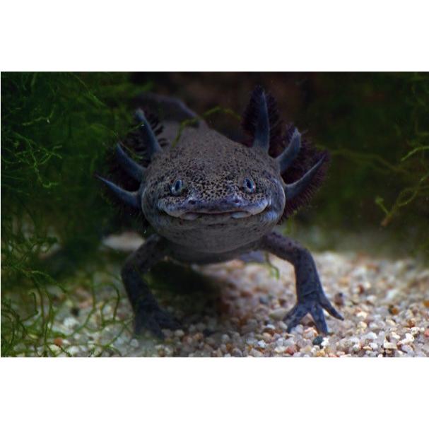 両生類 イモリ カエル ブラックウーパールーパー １匹 ５ ７ｃｍ Ryou1121 2 増子水景 通販 Yahoo ショッピング