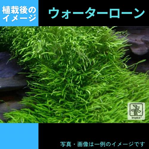 (Tropica・水草)ウォーターローン＜5カップ＞【1・2・grow!】｜mame-store｜02