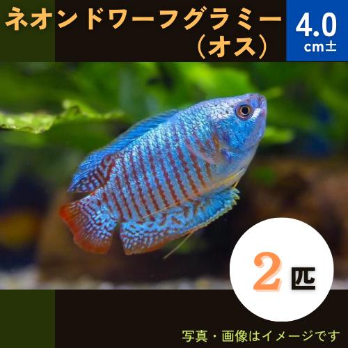 熱帯魚 アナバス ネオン ドワーフグラミー 5cm オス 2匹 Sa1630 増子水景 通販 Yahoo ショッピング