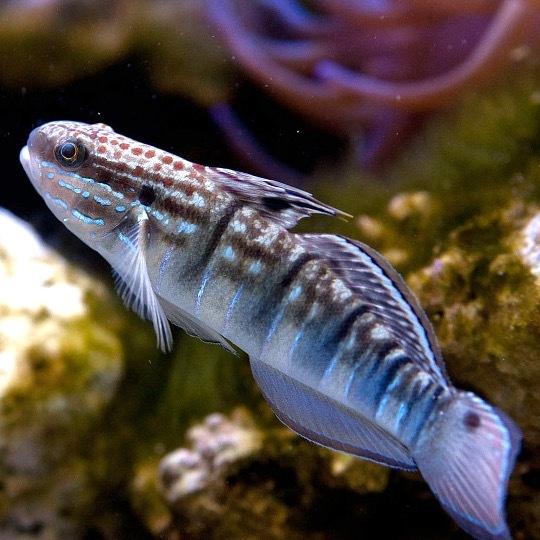 海水魚 ハゼ サラサハゼ 5cm 1匹 Scd0043 増子水景 通販 Yahoo ショッピング