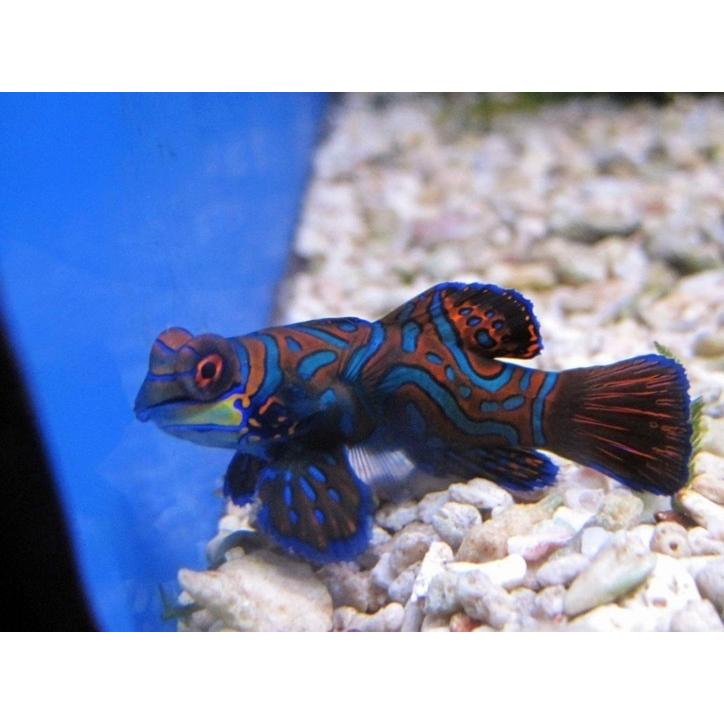 （海水魚・ネズッポ）マンダリン　3cm±　3匹｜mame-store