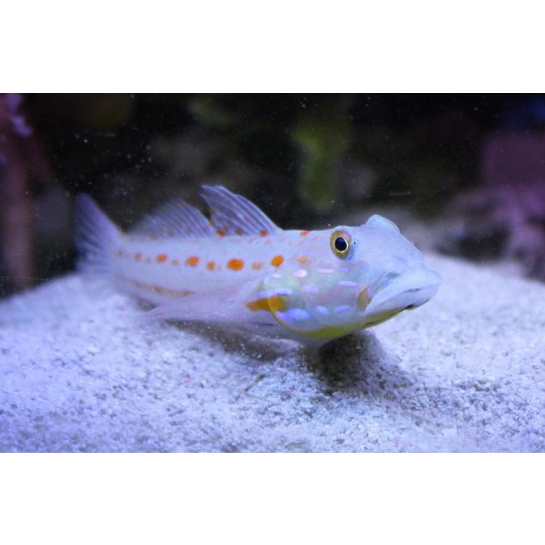 海水魚 ハゼ オトメハゼ 5cm 2匹 Sdf0030 増子水景 通販 Yahoo ショッピング