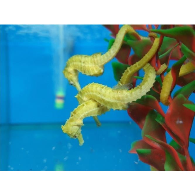 （海水魚・ヨウジウオ）カリビアンシーホース　イエロー（国内ブリード）　5cm±　2匹