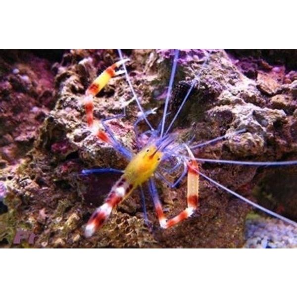 海水魚 エビ キイロオトヒメエビ 2cm 4匹 熱帯魚 Idealauto Ee