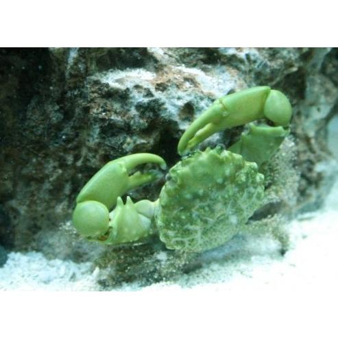 海水魚 カニ エメラルドグリーンクラブ コケ取り 甲幅2cm 5匹 22新発
