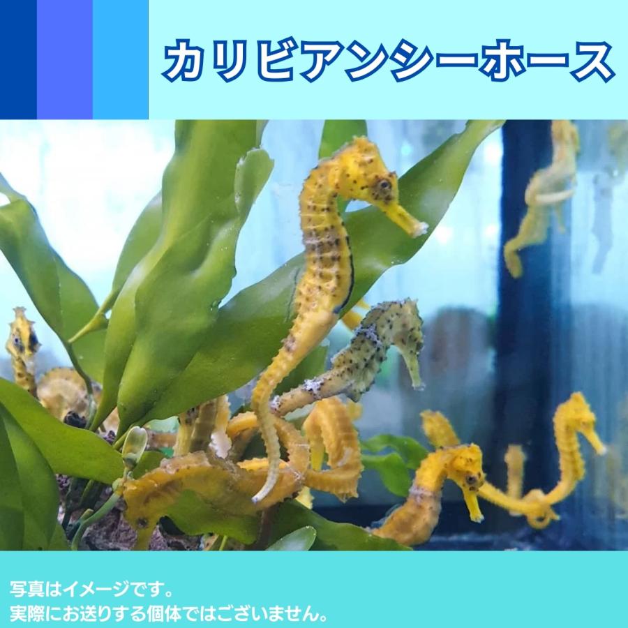 海水魚 ヨウジウオ カリビアンシーホース イエロー 国内ブリード 5cm 1匹 Sdf0399 増子水景 通販 Yahoo ショッピング