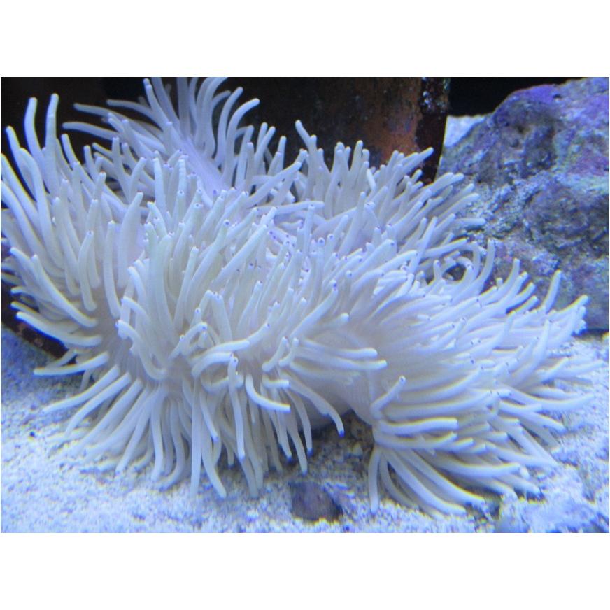 増子水景 海水魚 イソギンチャク シライトイソギンチャク Sサイズ 5 10cm 1個 メーカー在庫限り品