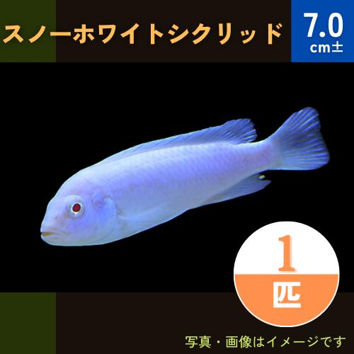 熱帯魚 アフリカンシクリッド スノーホワイトシクリッド 数量は多 1匹 驚きの値段 7cm±