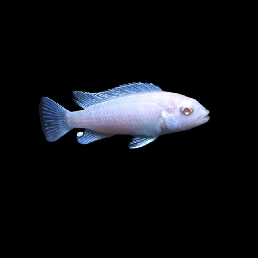 熱帯魚 激安 超特価 アフリカンシクリッド スノーホワイトシクリッド 7cm 1匹
