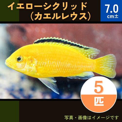 熱帯魚 アフリカンシクリッド イエローシクリッド カエルレウス 7cm 5匹 Majesticxpress Com