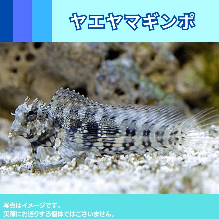 （海水魚・ギンポ）ヤエヤマギンポ　5cm±　1匹｜mame-store