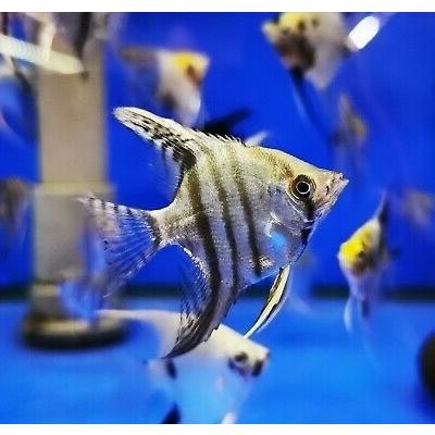熱帯魚 エンゼルフィッシュ ミックスエンゼル 色 模様指定不可 2 3cm 2匹 Sdfb0222 増子水景 通販 Yahoo ショッピング