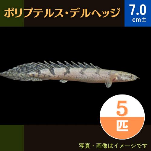 熱帯魚 古代魚 ポリプテルス デルヘッジ 6cm 5匹 お得