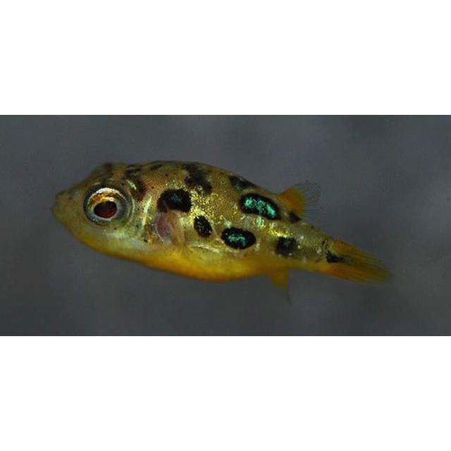 熱帯魚 フグ アベニーパファー 1cm 5匹 Majesticxpress Com