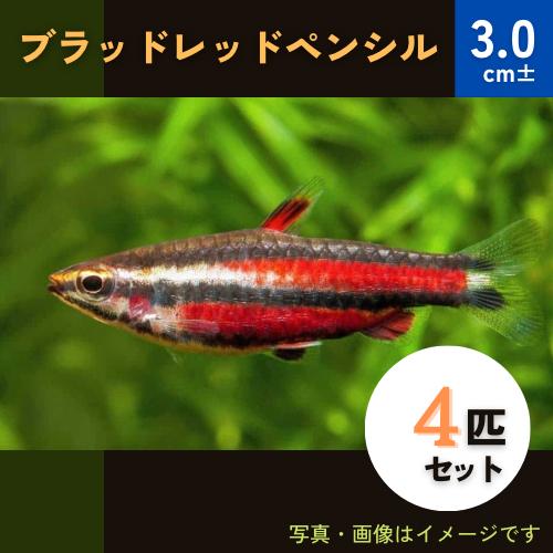(熱帯魚・カラシン) ブラッドレッド・ペンシル 3cm± 4匹 熱帯魚