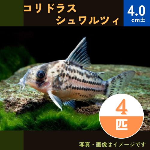 熱帯魚 コリドラス コリドラス シュワルツィ 4cm 4匹 Sdfv2319 増子水景 通販 Yahoo ショッピング