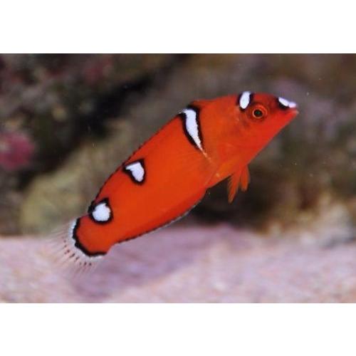海水魚 ベラ ブダイ ツユベラ 幼魚 Smサイズ 2匹 Sea001 1166 増子水景 通販 Yahoo ショッピング