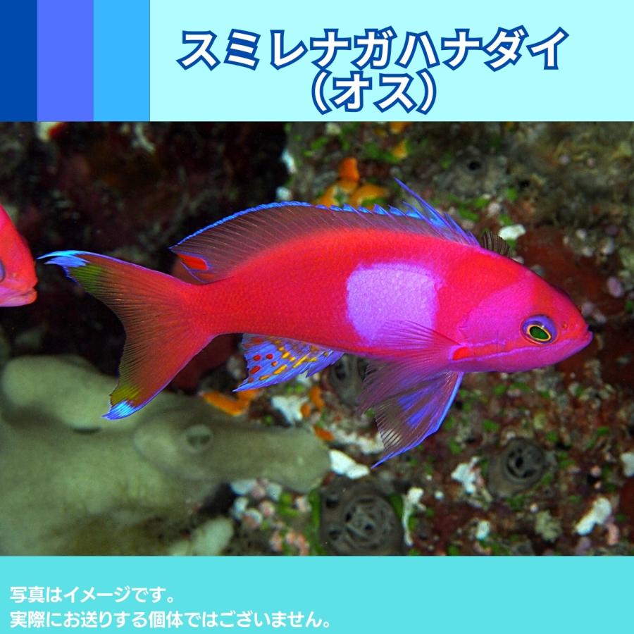 （海水魚・ハナダイ）　スミレナガハナダイ　オス　9cm±　1匹｜mame-store