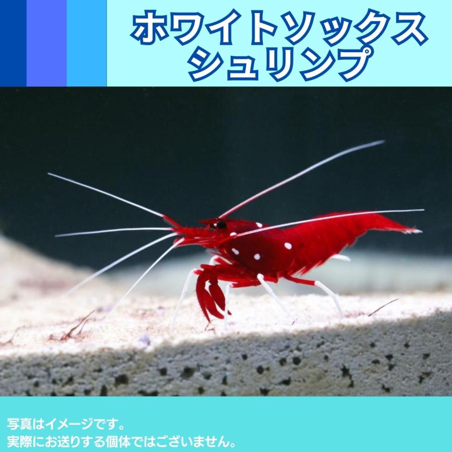 海水魚 エビ ホワイトソックスシュリンプ ４cm 1匹 Sea001 1333 増子水景 通販 Yahoo ショッピング