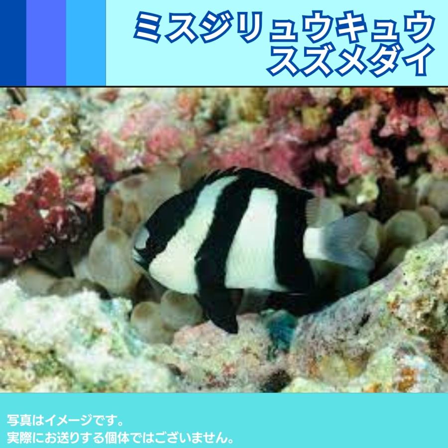 海水魚 スズメダイ ミスジリュウキュウスズメダイ 3cm 1匹 Sea01 0159 増子水景 通販 Yahoo ショッピング