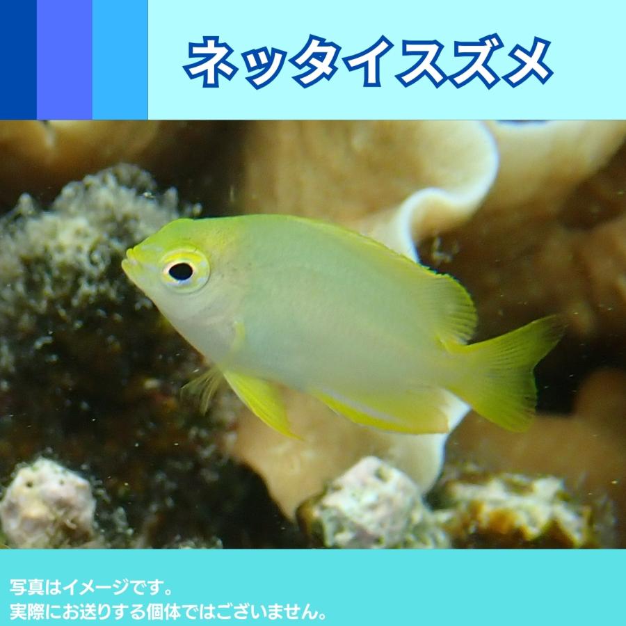 海水魚 スズメダイ ネッタイスズメダイ Smサイズ 3匹 Sea01 0210 増子水景 通販 Yahoo ショッピング