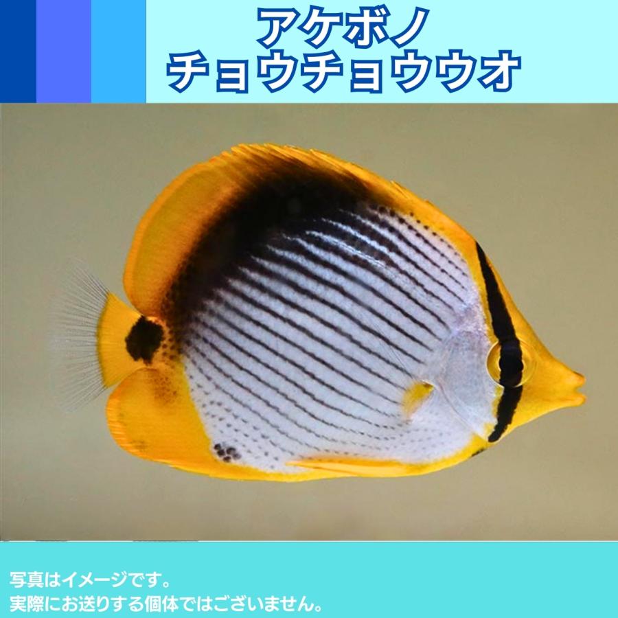 （海水魚・チョウチョウウオ）　インドフウライチョウチョウウオ　6cm±　2匹｜mame-store