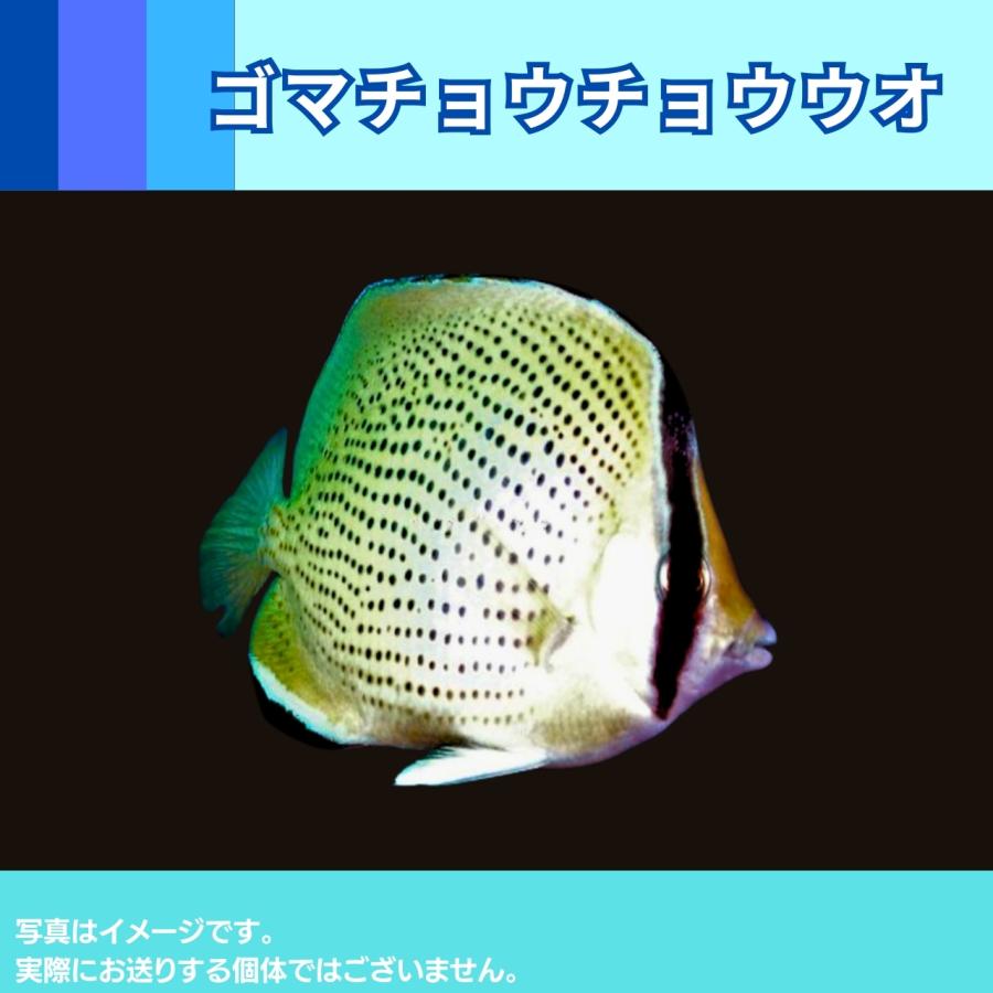 海水魚 チョウチョウウオ ゴマチョウチョウウオ 5cm 1匹 Sea01 1116 増子水景 通販 Yahoo ショッピング