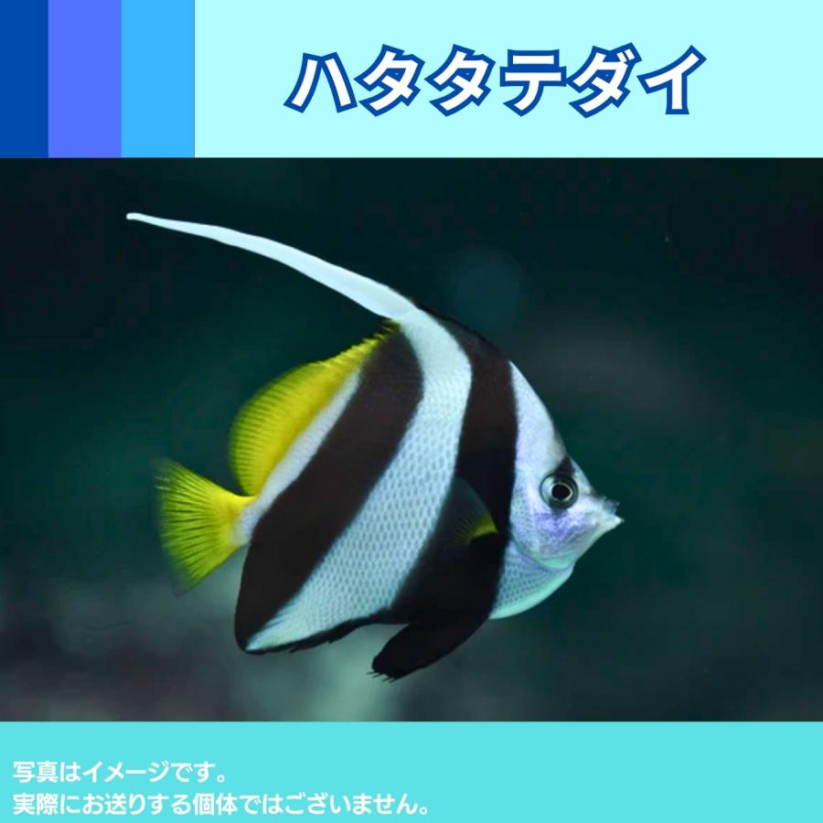 （海水魚・チョウチョウウオ）　ハタタテダイ　5cm±　1匹｜mame-store