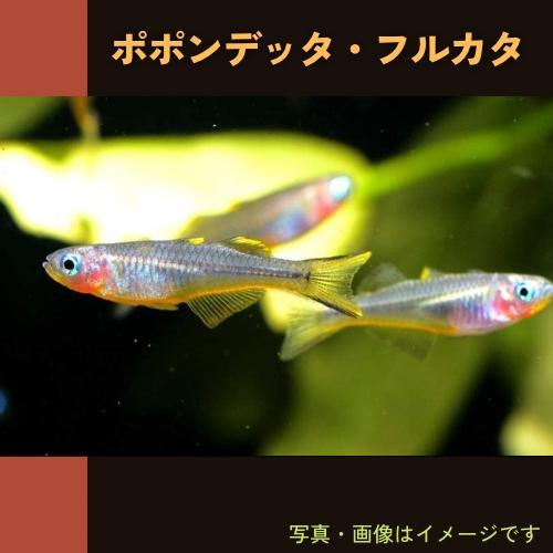 熱帯魚 レインボーフィッシュ 最大75 Offクーポン ポポンデッタ 1匹 1 5cm フルカタ