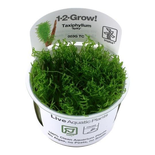 Tropica 水草 スパイキーモス 2カップ 1 2 Grow Sert1500 増子水景 通販 Yahoo ショッピング
