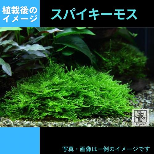 (Tropica・水草)スパイキーモス＜5カップ＞【1・2・grow!】｜mame-store｜03