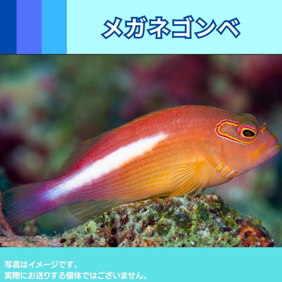 （海水魚・ゴンベ）メガネゴンベ　5cm±　1匹｜mame-store