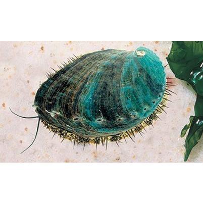 （海水魚・貝）アワビ　グリーン　稚貝　苔取掃除　３cm±　4匹｜mame-store