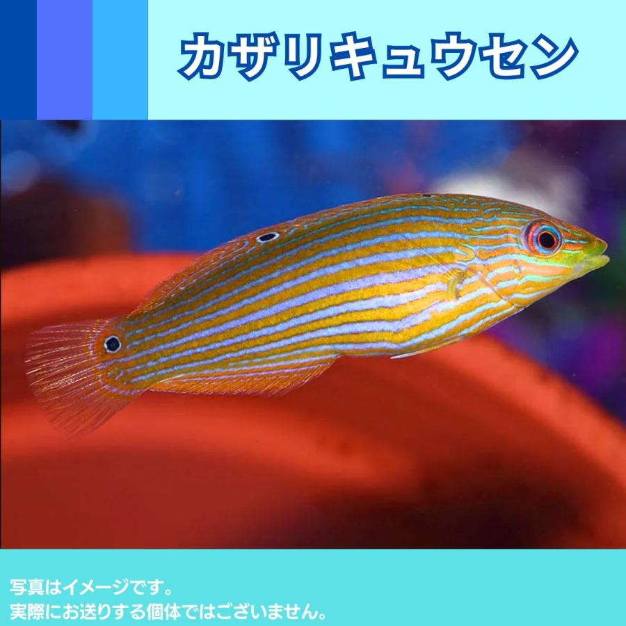 （海水魚・ベラ）　カザリキュウセン　5cm±　1匹｜mame-store