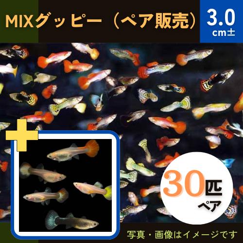 熱帯魚 グッピー ミックスグッピー オス30匹 メス30匹のセット 大きさ 2 3cm 色 柄 品種指定不可 Sgrb2133 増子水景 通販 Yahoo ショッピング