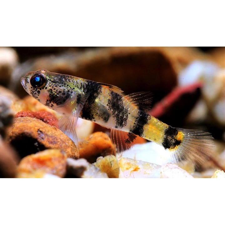 熱帯魚 ハゼ バンブルビーゴビー バンブルビーフィッシュ 1cm 15匹 Son03 0137 増子水景 通販 Yahoo ショッピング