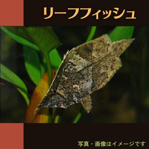 熱帯魚 その他 リーフフィッシュ 8cm 1匹 Son08 0852 増子水景 通販 Yahoo ショッピング