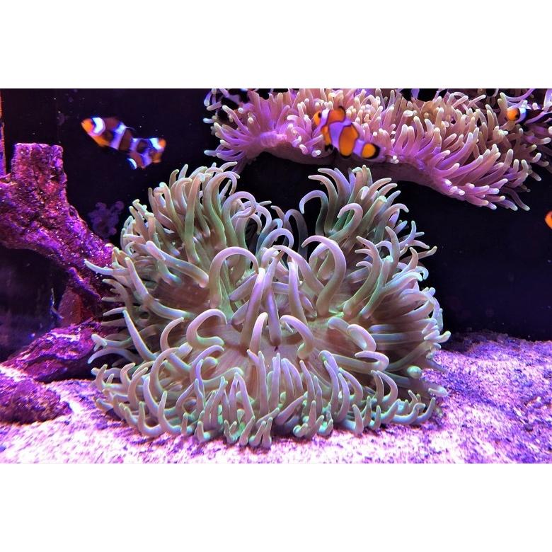 海水魚 イソギンチャク ロングテンタクルアネモネ 色おまかせ Sサイズ 5 10cm 1個 Szf2458 増子水景 通販 Yahoo ショッピング