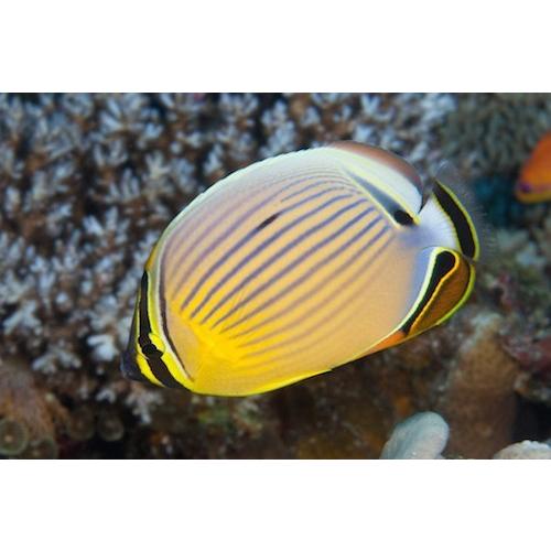海水魚 チョウチョウウオ ミスジチョウチョウウオ 5cm 3匹 Tkgd2253 増子水景 通販 Yahoo ショッピング