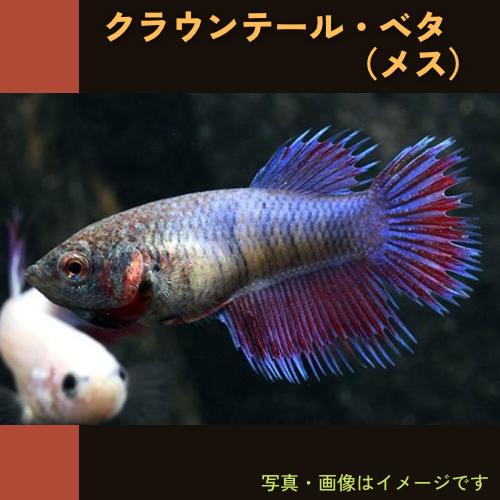 熱帯魚 ベタ ベタ クラウンテール メス1匹 色 模様指定不可 Tr0818 増子水景 通販 Yahoo ショッピング
