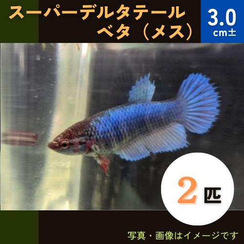熱帯魚 ベタ アナバス ベタ スーパーデルタテール メス 色おまかせ 2匹 Tr1136 増子水景 通販 Yahoo ショッピング