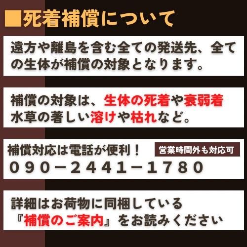 (研究向け・淡水魚)　クロメダカ　3cm±　200匹 