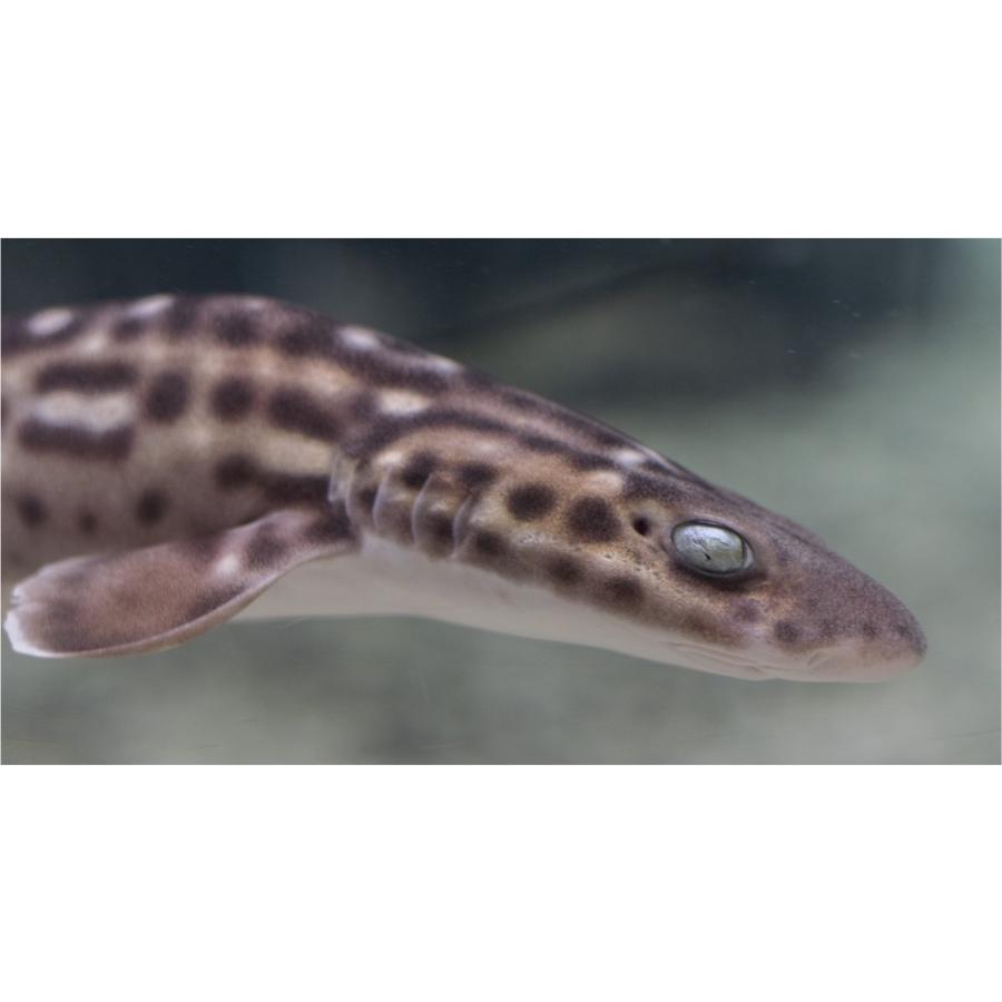 メガ・ニュートリション スーパー・ヘルスをめざして リチャード・カニン