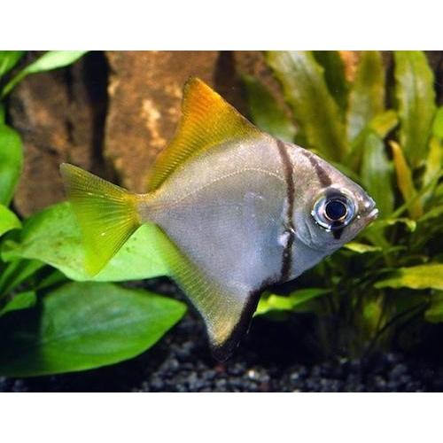 海水魚 チョウチョウウオ ヒメツバメウオ ４cm 4匹 Tu2247 増子水景 通販 Yahoo ショッピング