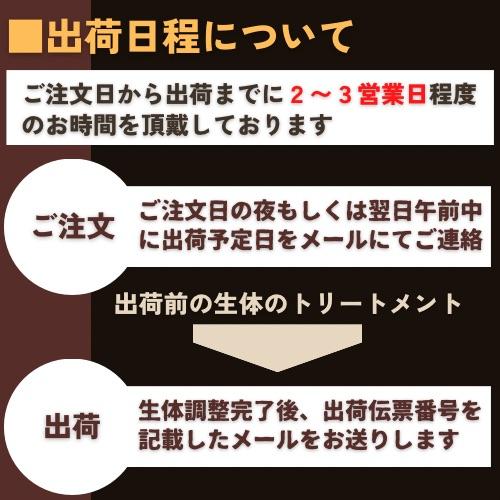 (熱帯魚・淡水エビ)　アフリカンジャイアントロックシュリンプ　6cm±　3匹 