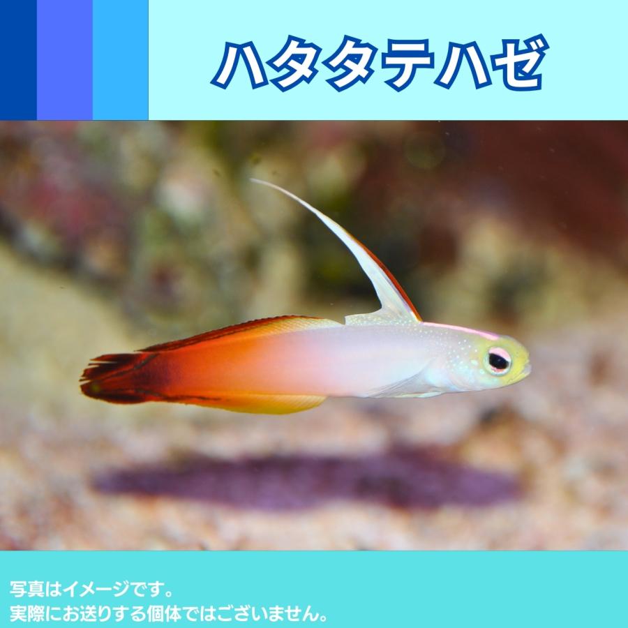 海水魚 ハゼ ハタタテハゼ 5cm 1匹 Tyd0055 増子水景 通販 Yahoo ショッピング
