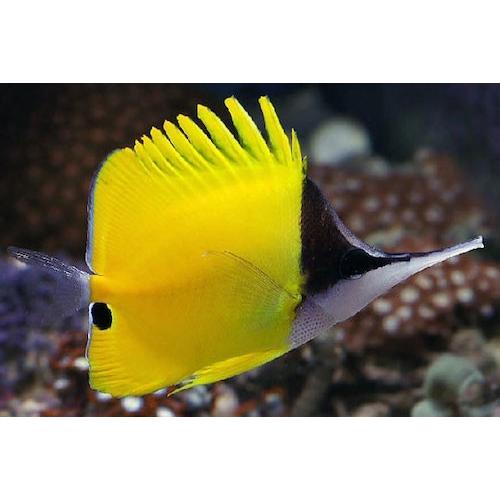 （海水魚・チョウチョウウオ）　フエヤッコダイ　10cm±　3匹