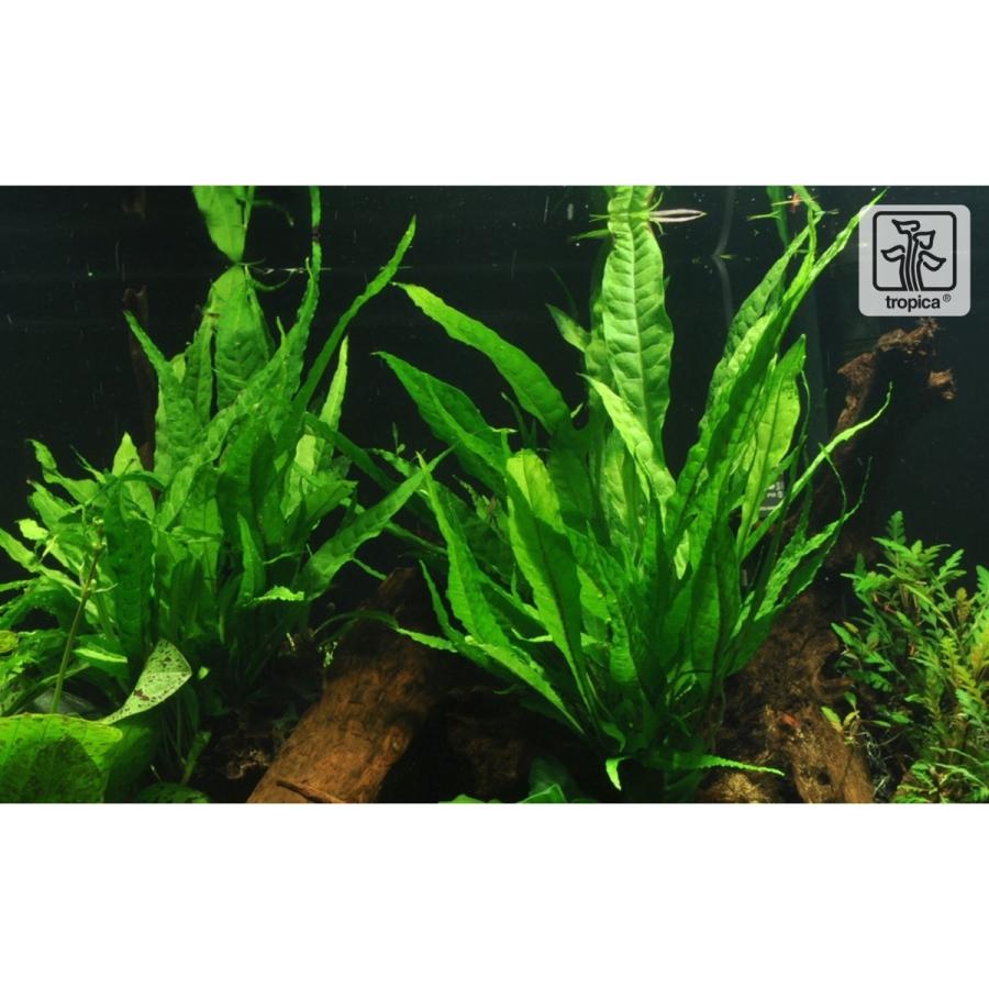 25 Off Tropica 水草 ミクロソリウム プテロプス付き巨大溶岩石 3個 Tropica トロピカ 社の水草 安心安全無農薬 熱帯魚 アクアリウム用品 Hornbaekkunstnerne Dk